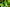 Gymnema Sylvestre Leaf™