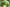 Garcinia Cambogia Rind Extract