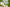 Eyebright