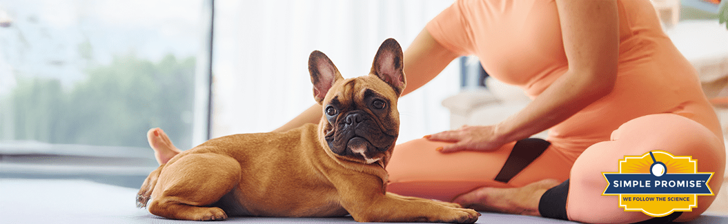 Your Shadow Workout Buddy: Fitness Benefits of Pets